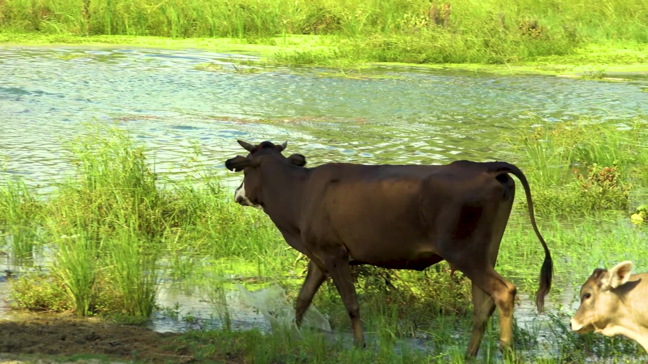 The brown cow moves left in front of shallow water while a light-colored calf appears at the lower right in San Jose Del Cabo, Mexico, with no visible people.