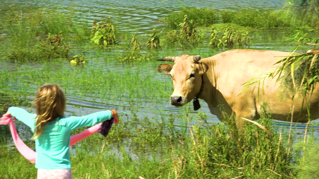 In San Jose Del Cabo, Mexico, a child seen from behind holds a pink cloth while facing a tan cow standing in shallow water and green grass.