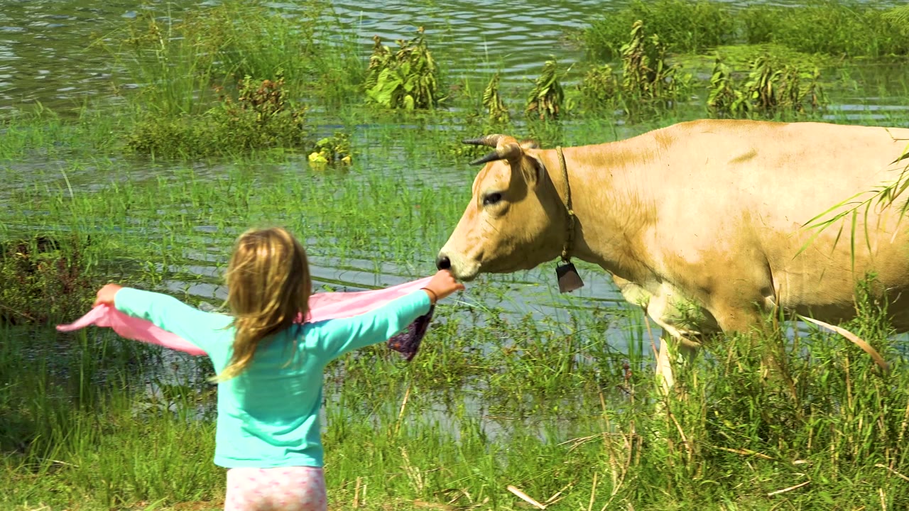 The child reaches one arm toward the tan cow with the pink cloth extended, with bright green grass and rippled water behind them in San Jose Del Cabo, Mexico.