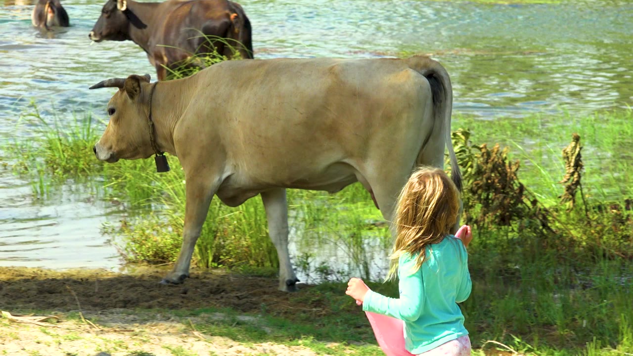 In San Jose Del Cabo, Mexico, a young girl in a turquoise top holds a pink cloth while a light-colored cow stands beside shallow water with darker cattle behind it.