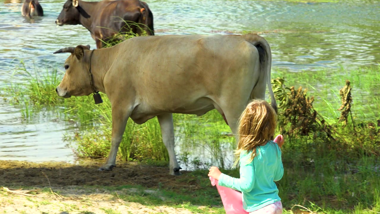 Girl watches a cow standing near grass and shallow water.