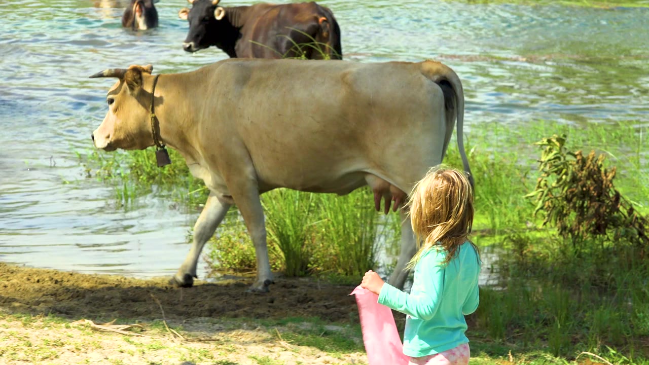 In San Jose Del Cabo, Mexico, the cow steps forward along the sandy bank as the girl stands to the right holding the pink cloth, with green plants and water behind them.