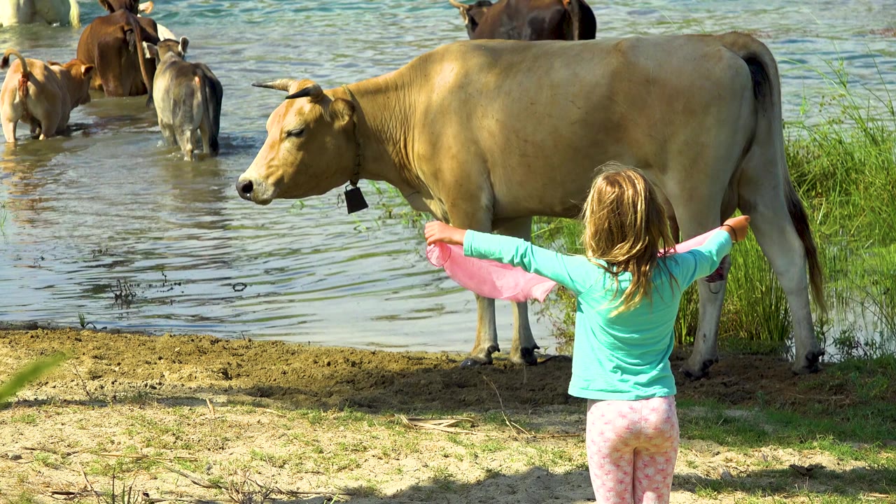 In San Jose Del Cabo, Mexico, a girl in a turquoise top holds a pink shawl with both arms spread while a tan cow stands beside shallow water and other cattle wade behind her.
