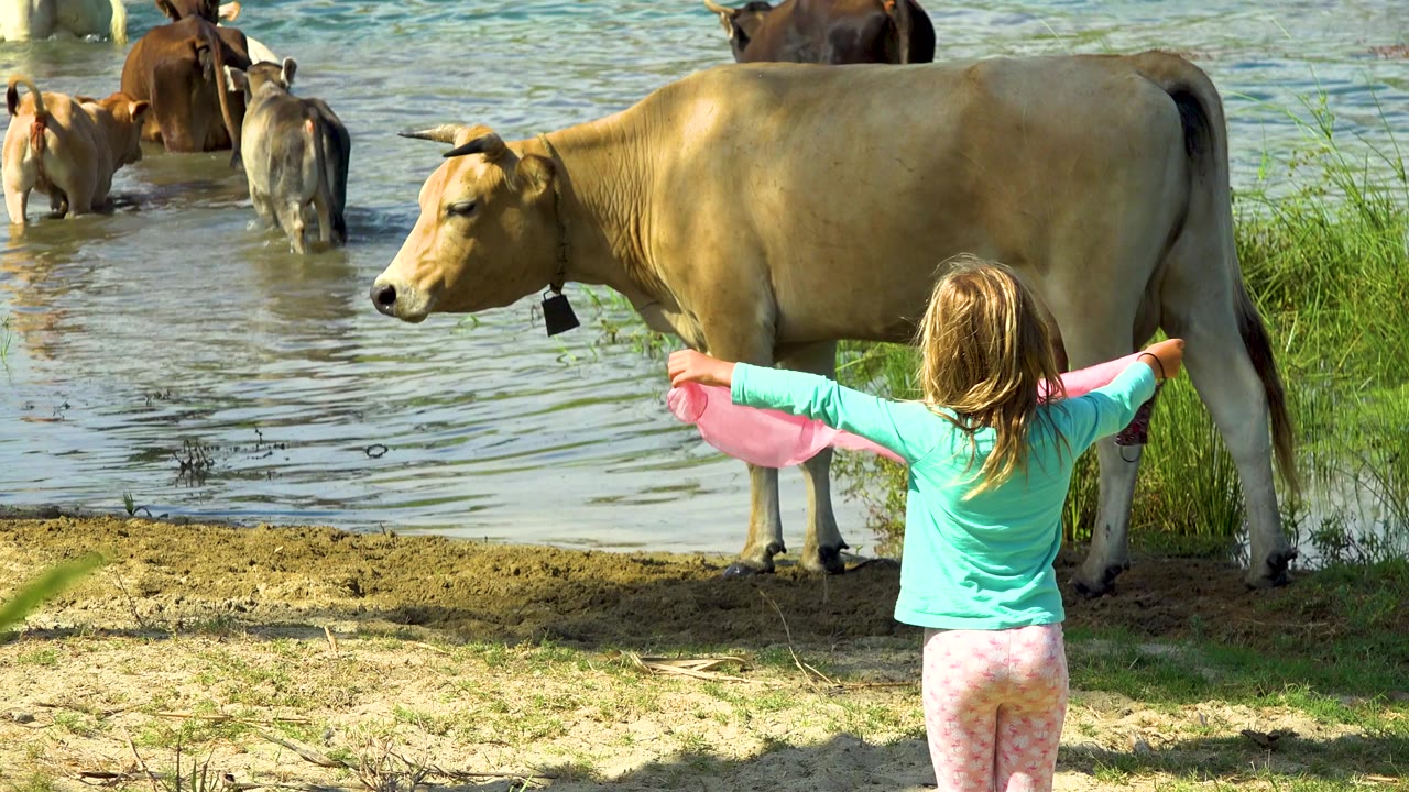 In San Jose Del Cabo, Mexico, the girl remains with her arms extended behind the tan cow as several cattle wade in rippled shallow water in the background.