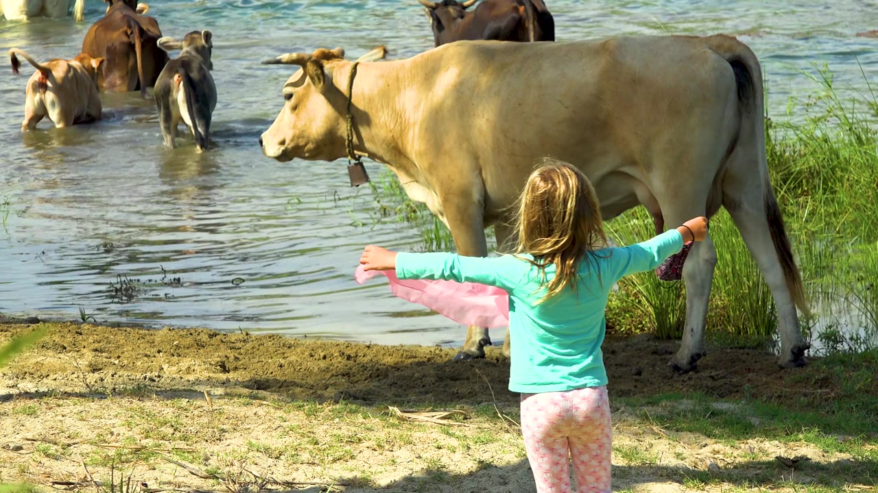 In San Jose Del Cabo, Mexico, the girl stretches the pink shawl outward near the cow's side while cattle stand farther back in the shallow water.