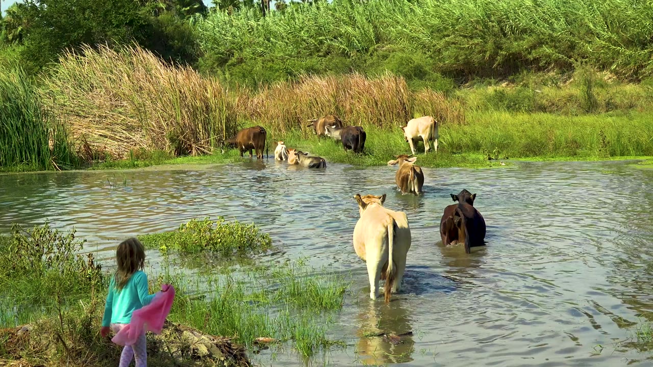 In San Jose Del Cabo, cows move through shallow pond water as a child in bright clothing stands at the lower left bank watching them.