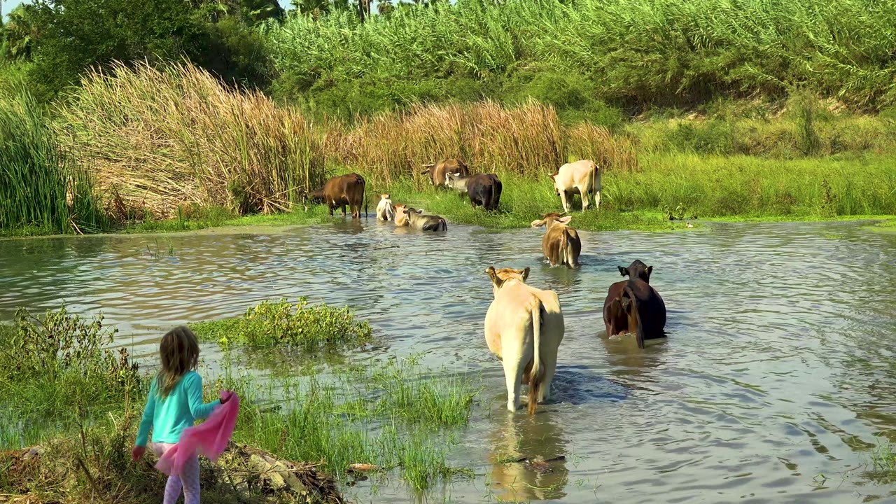 Child watching cattle crossing shallow water near reeds.