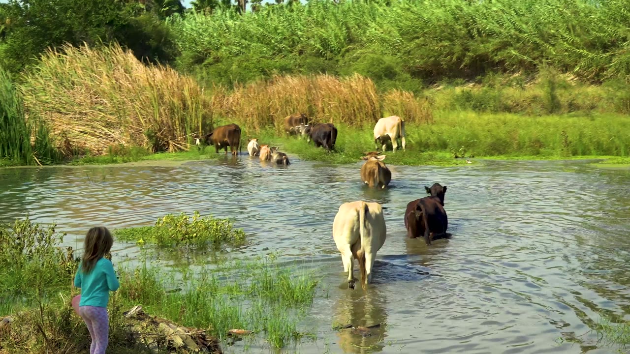 In San Jose Del Cabo, two cows stand closer to camera in rippled pond water while other cattle gather near the reed line and the child watches from the left.
