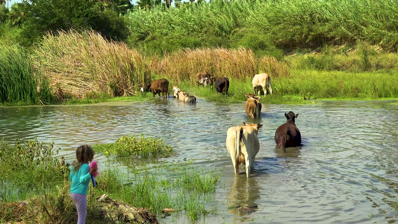 Cows wading across a green pond with child at lower left.
