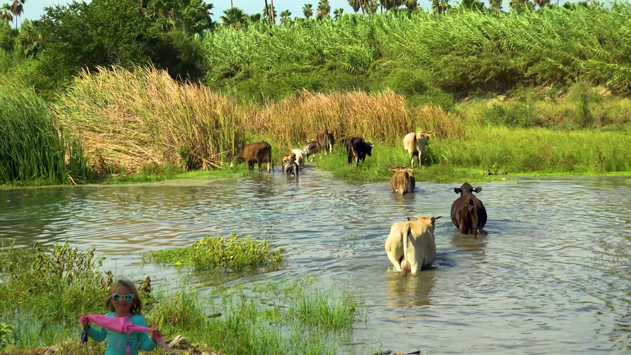 In San Jose Del Cabo, Mexico, cows stand and wade through a shallow stream while a child in sunglasses appears at the lower left edge near bright green grasses.