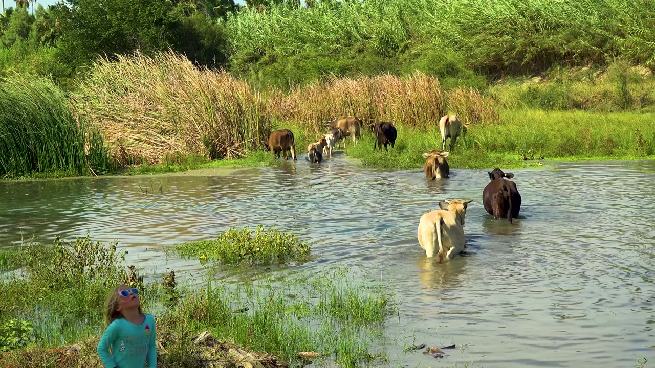 In San Jose Del Cabo, Mexico, cows continue wading near the reed bank while a child in a teal shirt appears at the lower center edge of the frame.