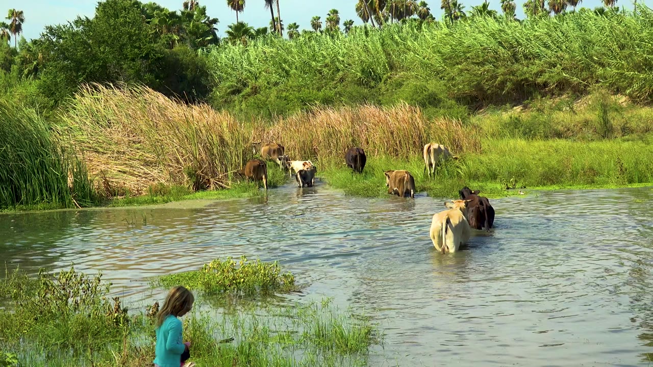 Cow herd wades through a shallow river in San Jose Del Cabo, Mexico, with tall reeds and palms behind them and a child partly visible at the lower left foreground.