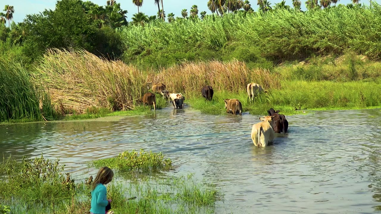 Cattle in shallow water near reeds with a child walking at the bottom edge.