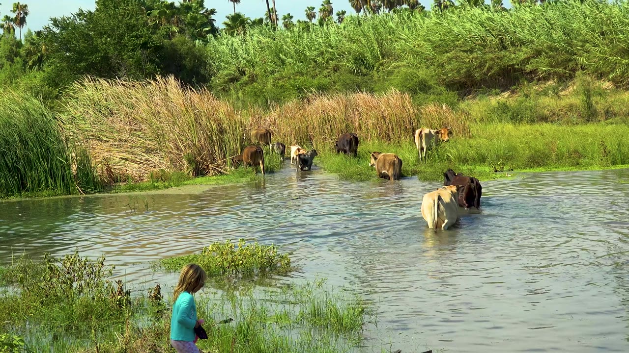 Several cows stand and wade in the river at San Jose Del Cabo, Mexico, with a pale cow nearest the center and a child partly visible at the lower foreground.