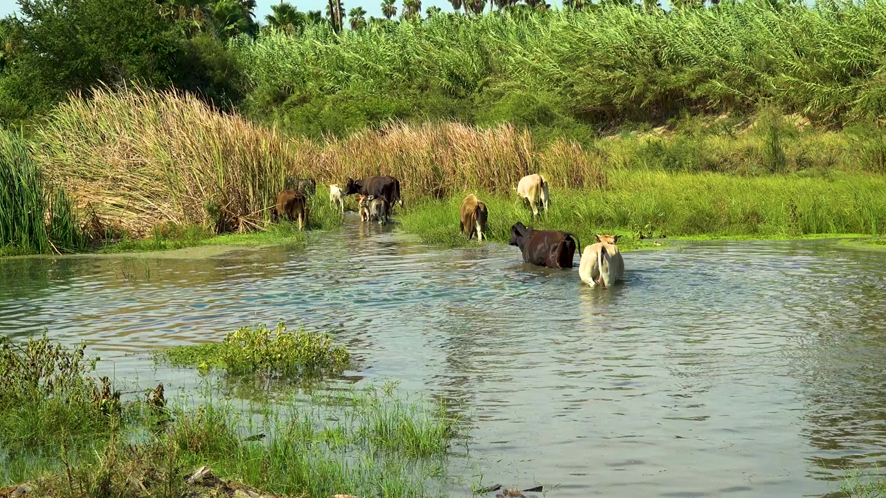 Cows wading in a shallow stream beside tall reeds and green pasture.