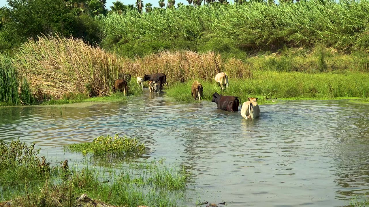 Several cattle stand near the grassy edge of a stream in San Jose Del Cabo, Mexico, while two cows remain in the water and no people are visible.