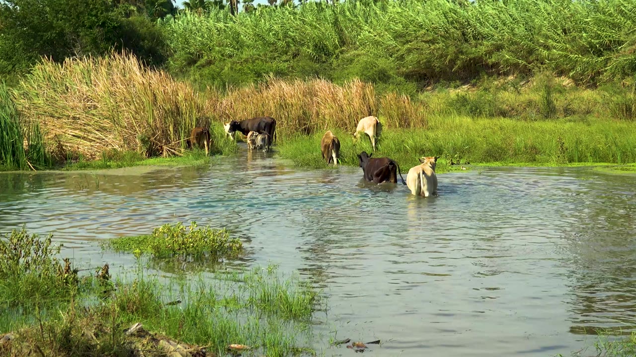 A small herd of cows moves across the stream in San Jose Del Cabo, Mexico, with tan reeds, green brush, and open water visible, and no visible people.