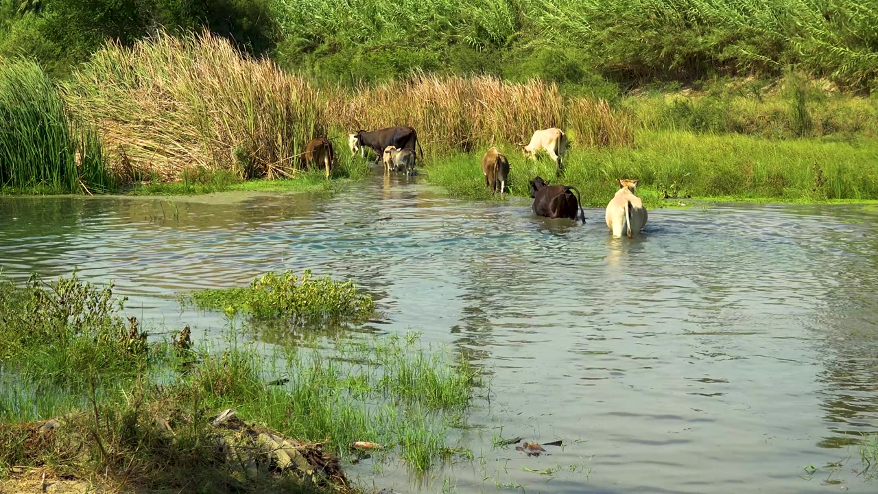 Cows pause in the shallow stream and along the grassy bank in San Jose Del Cabo, Mexico, with reflected daylight on the water and no visible people.