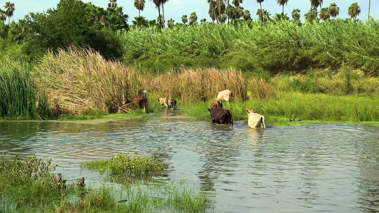 Animals stand in shallow water beside reeds and green shoreline growth.