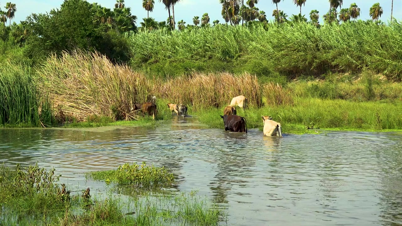 At 0:01 in San Jose Del Cabo, Mexico, the animals hold near the shoreline as small ripples cross the foreground water, with reeds and palms behind them and no visible people.