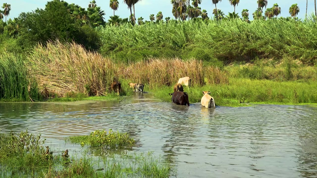 At 0:02 in San Jose Del Cabo, Mexico, the group is spaced along the grassy bank, with one light animal near the right side, darker animals near the reeds, and no visible people.