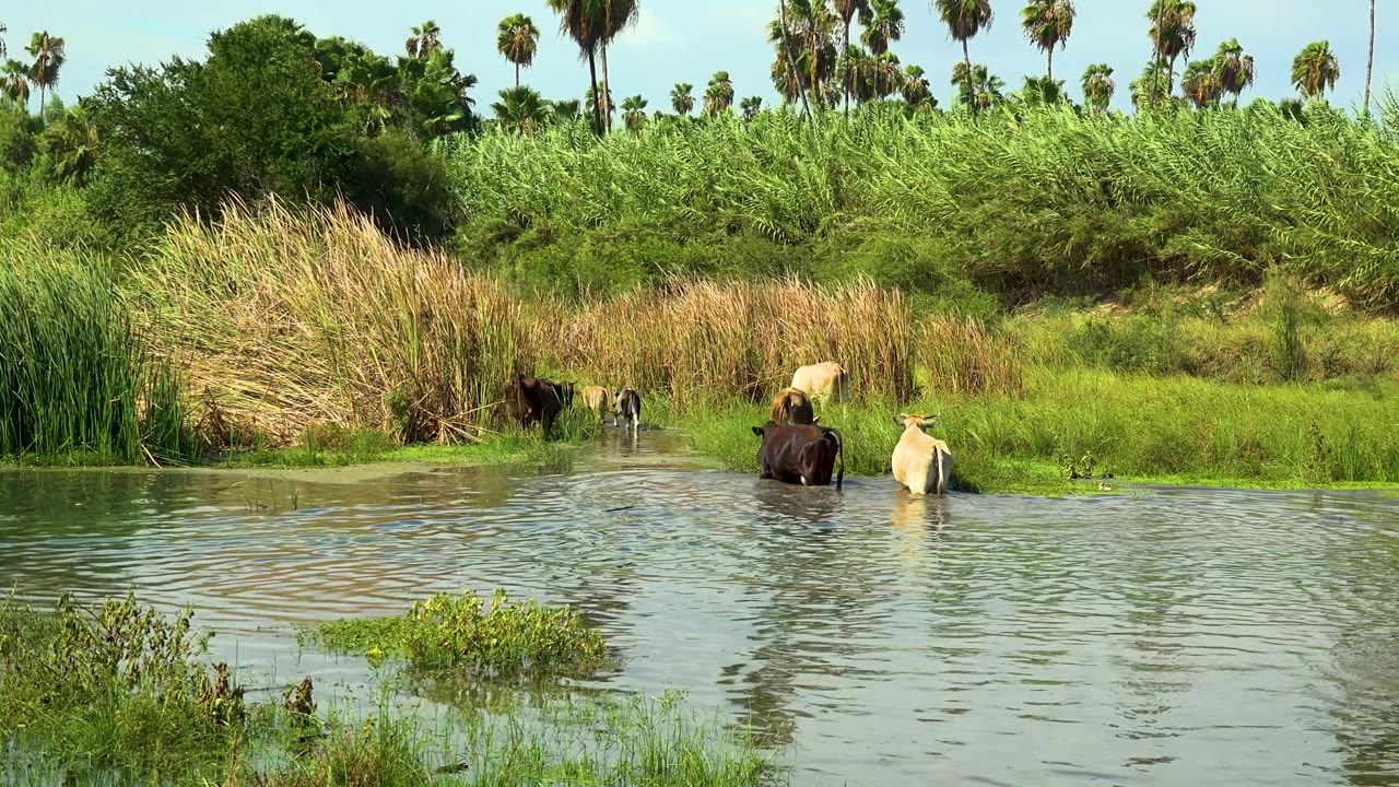 At 0:03 in San Jose Del Cabo, Mexico, dark and light animals stand partly in the water near the reeds, with layered green vegetation behind them and no visible people.