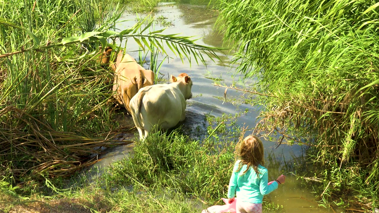 Two small cows step into shallow muddy water in San Jose del Cabo, Mexico, while a blond child in turquoise and pink is visible near the lower right edge.