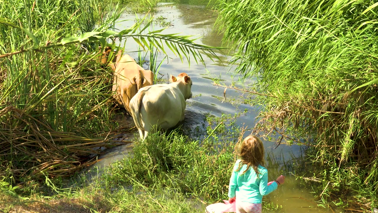 Two cows wade forward through water with a child seated behind them.