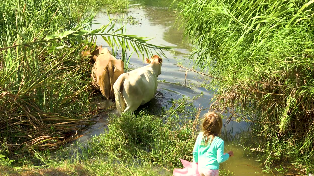 Two cows move farther along the water channel in San Jose del Cabo, Mexico, with tall green reeds around them and the child partly visible at the lower right.