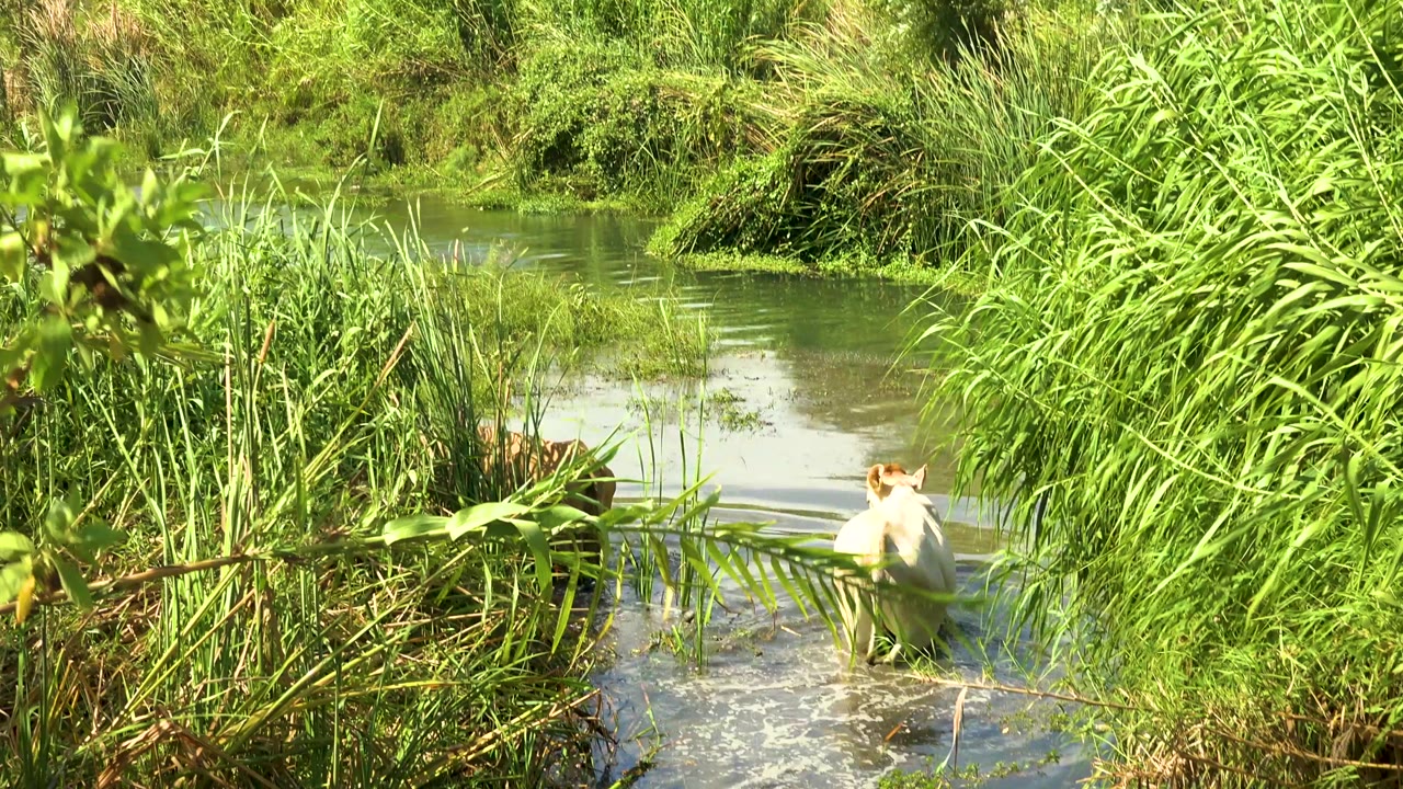 A light-colored cow stands partly in a shallow river among tall green reeds near San Jose del Cabo, Mexico, with no visible people.