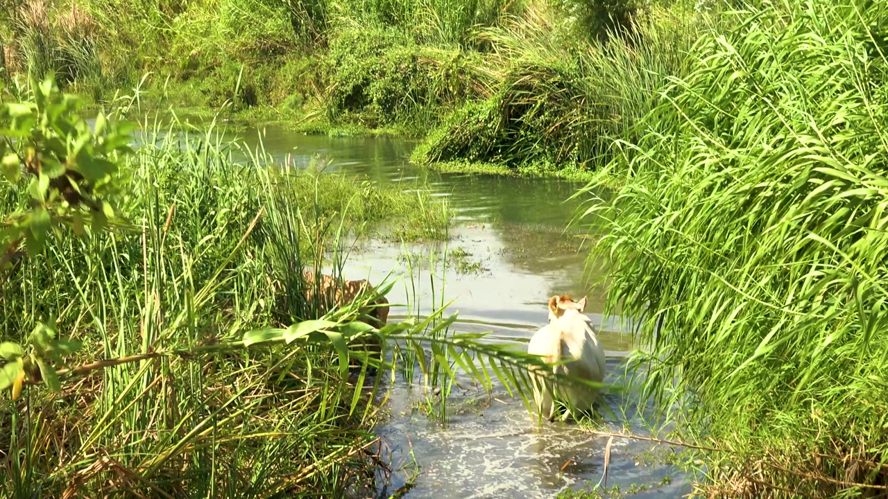 The cow moves farther across the shallow green river while tall grasses and reeds fill the foreground and background in San Jose del Cabo, Mexico, with no visible people.
