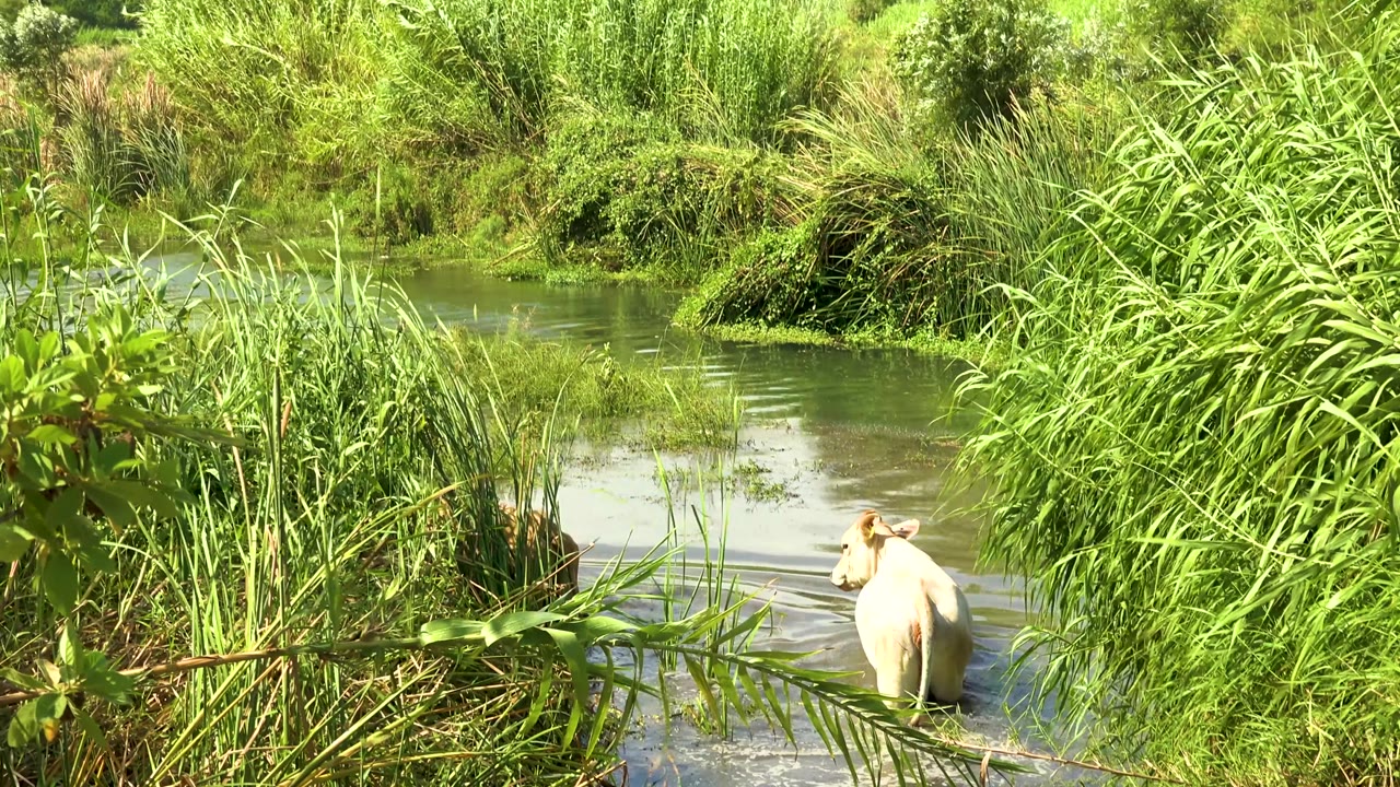 A light cow wades near the right side of a shallow river channel bordered by thick reeds and grasses in San Jose del Cabo, Mexico, with no visible people.