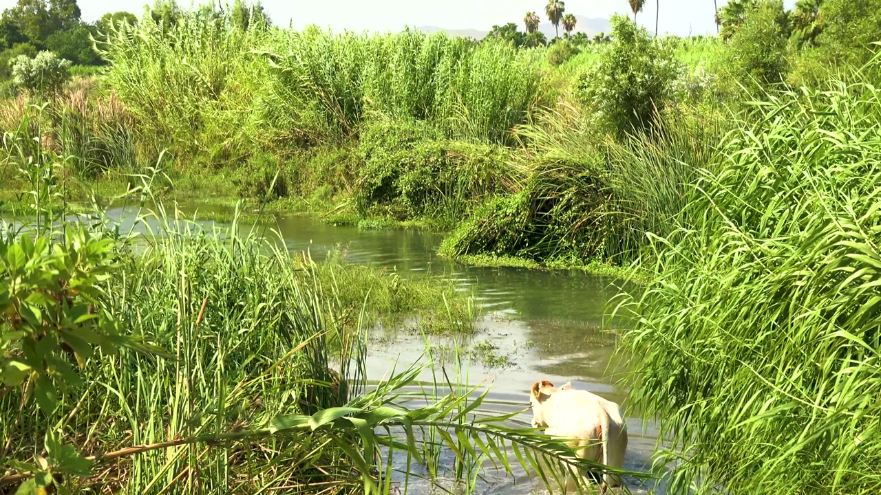 The cow appears low near the lower right edge, partly obscured by riverside plants, while the shallow river and tall reeds dominate the San Jose del Cabo, Mexico frame with no visible people.