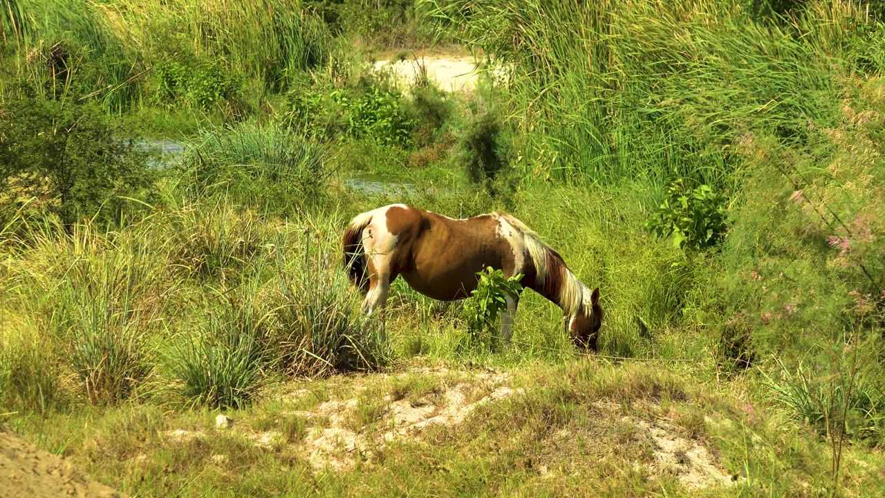 At 0:00, a brown and white horse grazes with its head down in tall grass and scrub in San Jose del Cabo, Mexico, with no visible people.