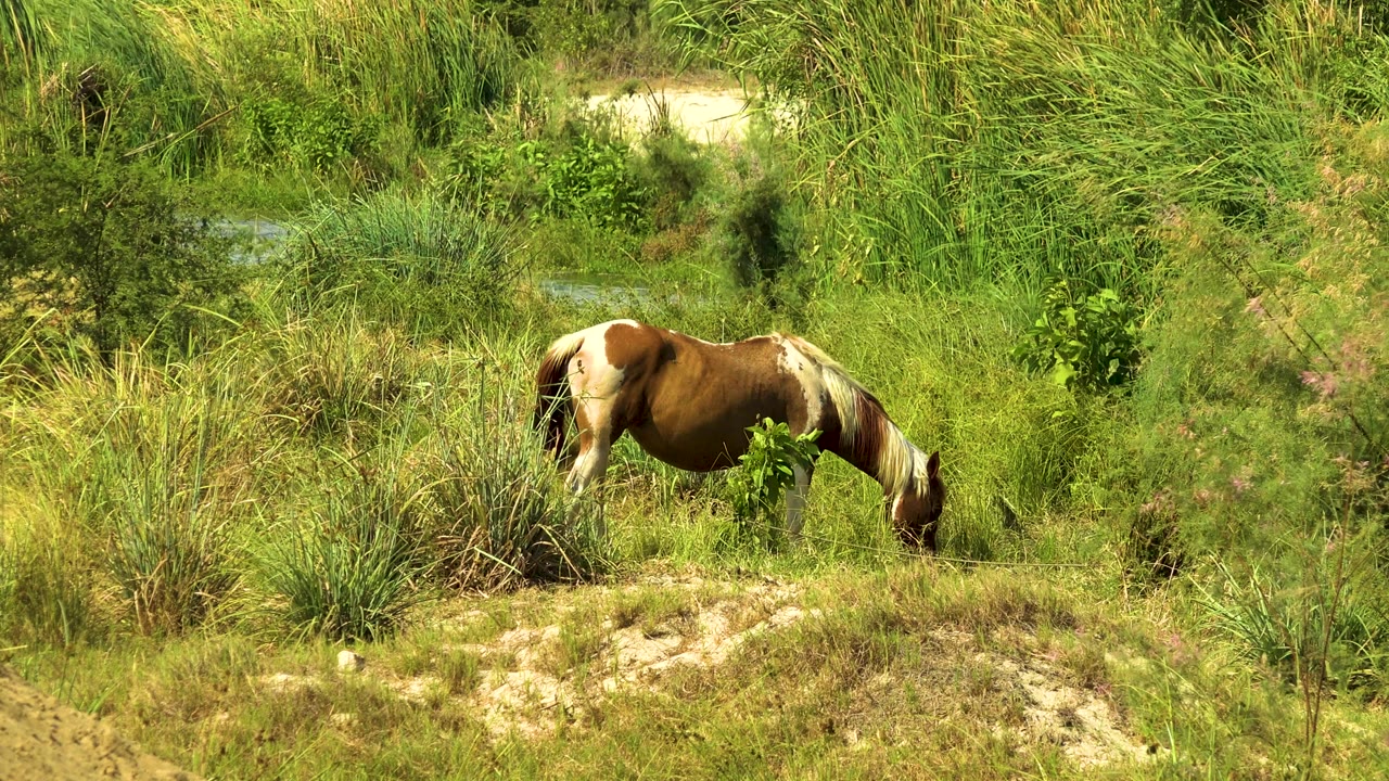 At 0:01, the horse remains in profile with its muzzle near the grass, surrounded by reeds, shrubs, and pale sandy patches in San Jose del Cabo, Mexico, with no visible people.