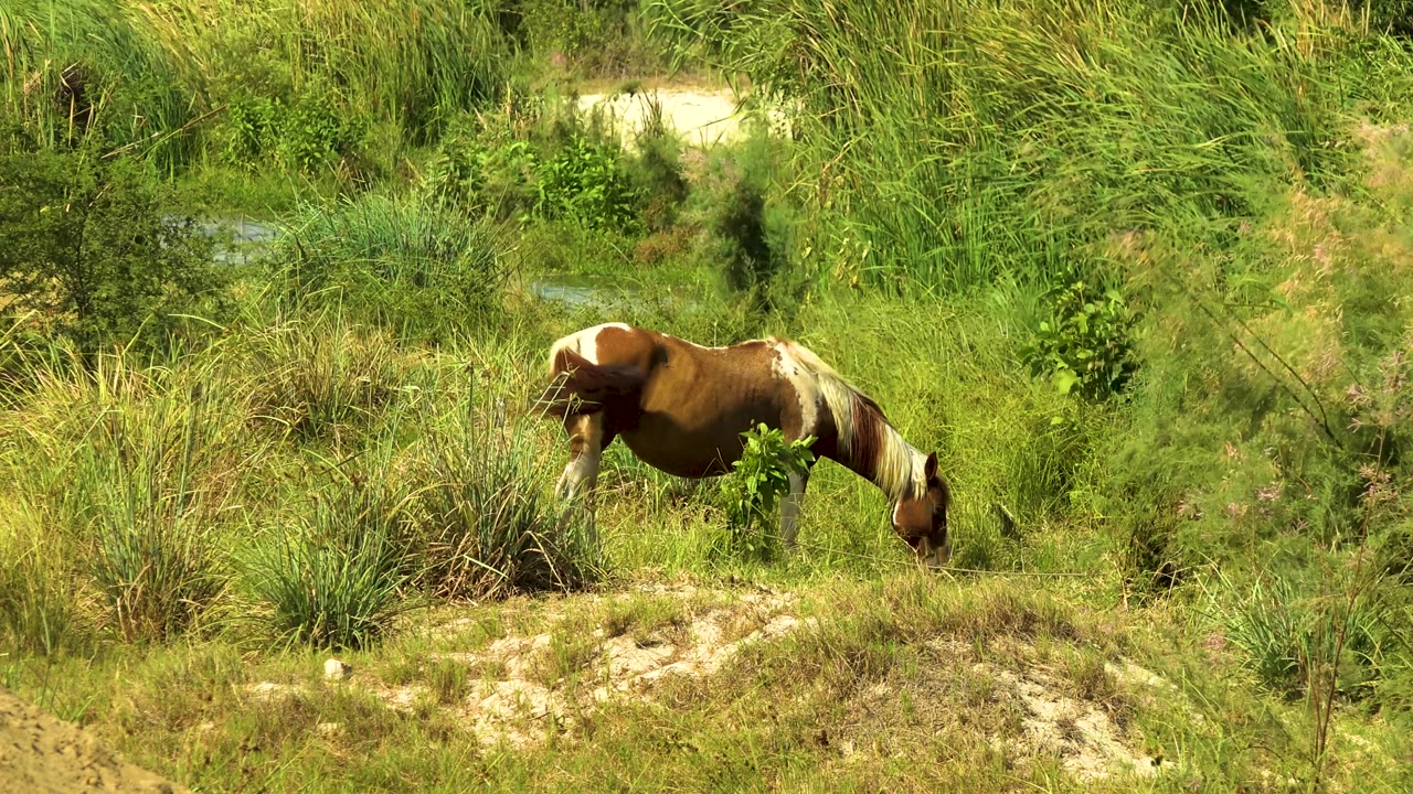 At 0:02, the horse stands farther right in the frame with its head lowered near a small bush, set against layered grass and scrub in San Jose del Cabo, Mexico, with no visible people.