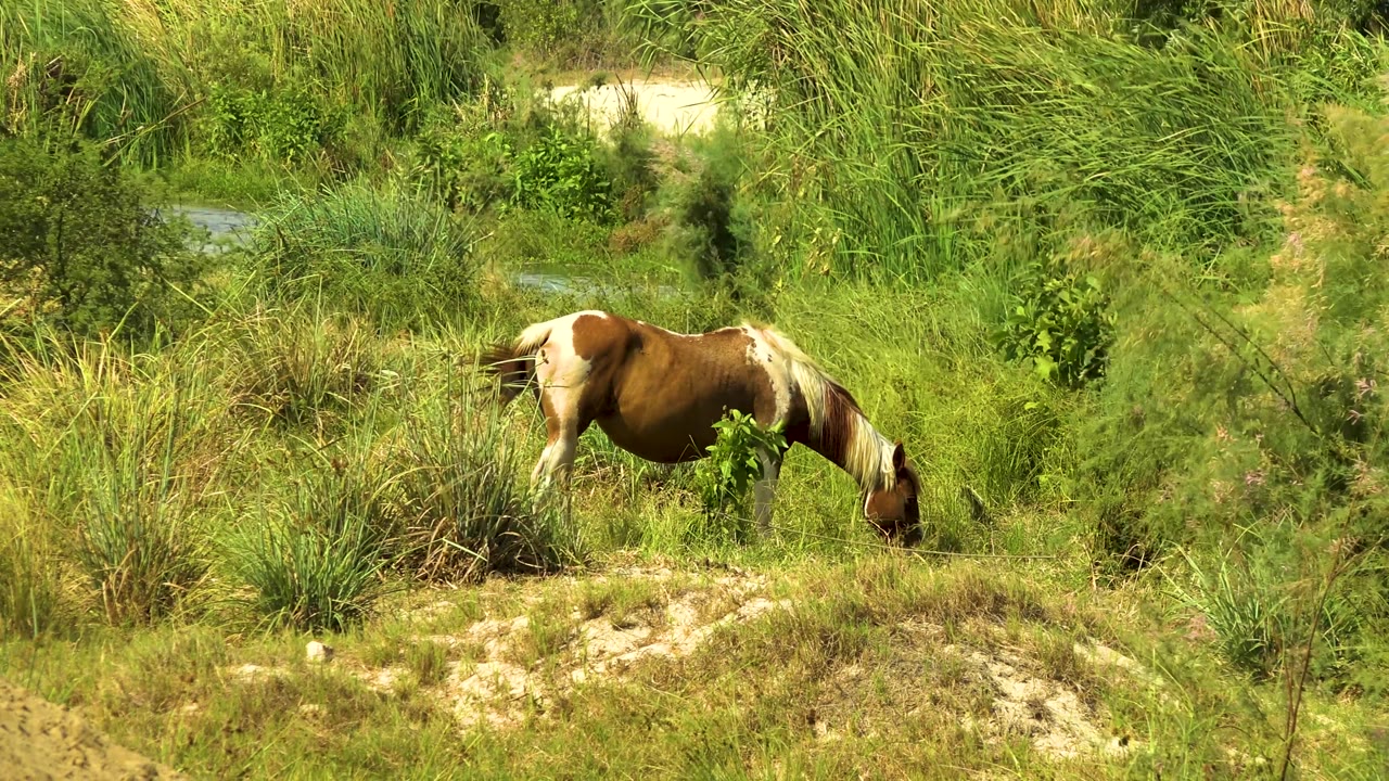 At 0:03, the horse grazes low near the sandy edge of the clearing, with tall grass and brush filling the frame in San Jose del Cabo, Mexico, and no visible people.