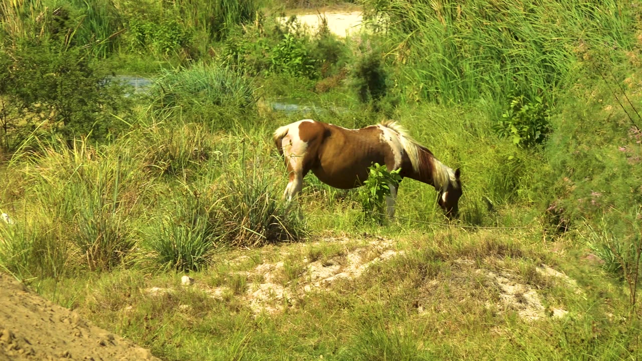 At 0:00, a brown and white pinto horse grazes with its head down in sunlit green hillside vegetation in San Jose del Cabo, Mexico, with no visible people.