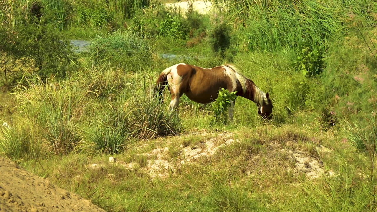At 0:02, the horse stands farther right in the frame, head lowered into the grass, with dense reeds and mixed green brush behind it in San Jose del Cabo, Mexico, and no visible people.