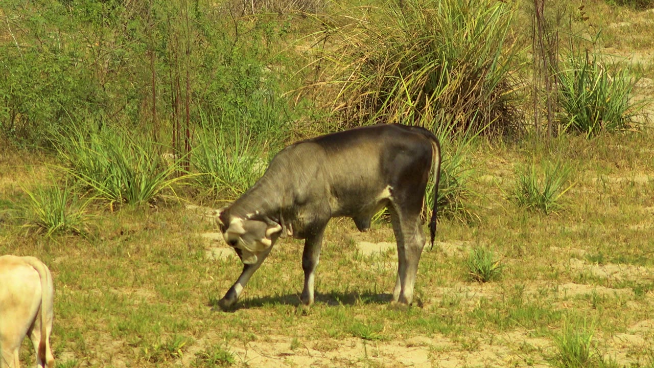 A dark cow keeps its head low in a sunlit grassy field in San Jose del Cabo, Mexico, with a pale calf partly cropped at the left edge and no visible people.