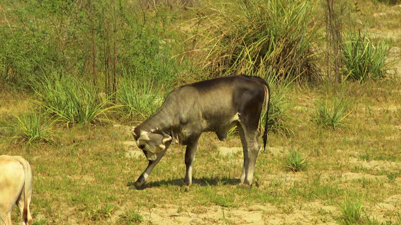 The cow remains low to the grass in the San Jose del Cabo field as the pale calf appears cropped on the right side, with brush behind and no visible people.