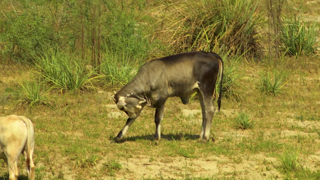 A dark cow takes a step across the sunlit field in San Jose del Cabo, Mexico, with dry grass, sandy ground, scrub plants, and no visible people.