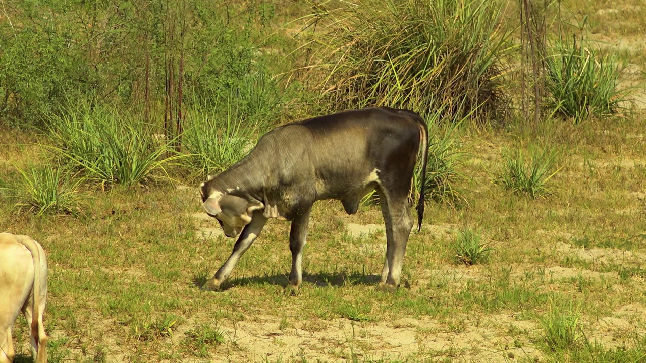 The cow leans toward the ground in the San Jose del Cabo field while a pale calf is cropped at the lower left, with tall grasses behind and no visible people.