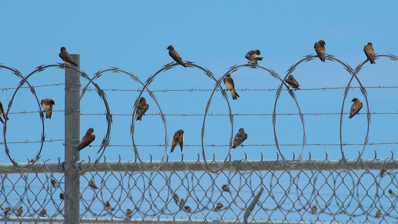 Several small birds sit on razor wire loops and barbed strands above a chain-link fence in San Jose Del Cabo, Mexico, with blue sky behind them and no visible people.