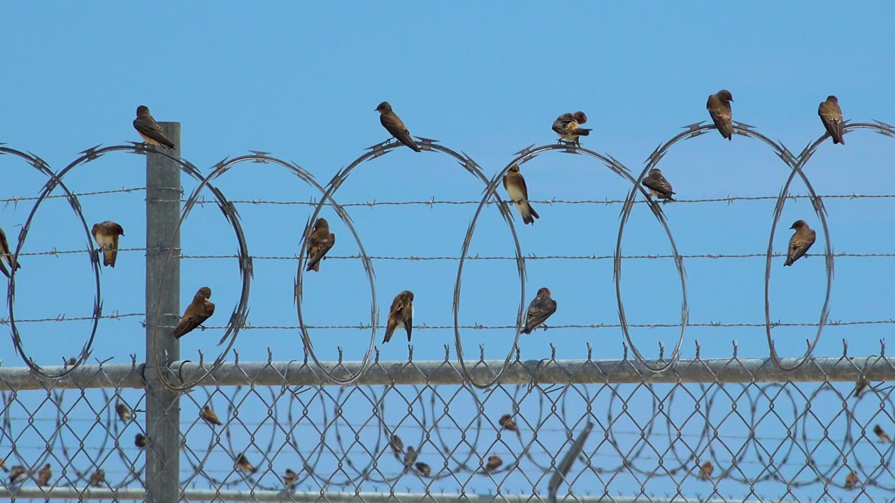 Flock spread across barbed wire and fence top.