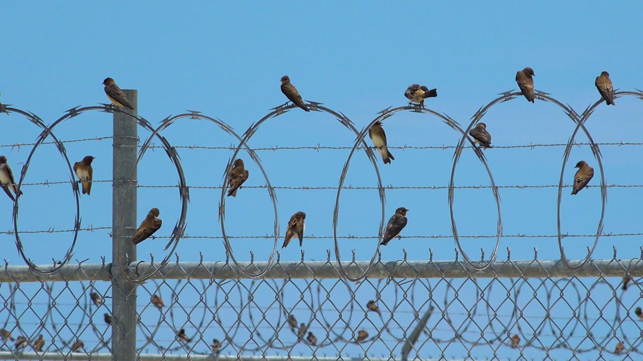 Multiple birds perch at different heights on the razor wire loops above a chain-link fence in San Jose Del Cabo, Mexico, with open blue sky and no visible people.