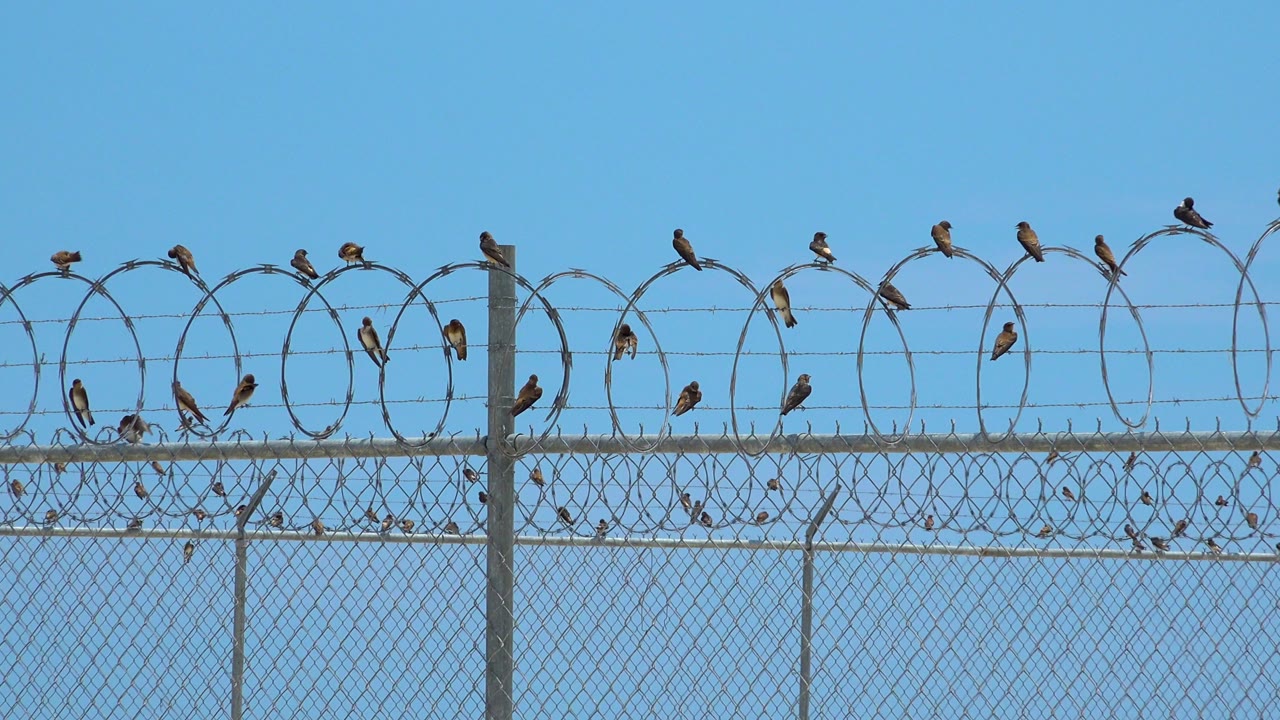 Birds perched on razor wire above a chain-link fence under blue sky.