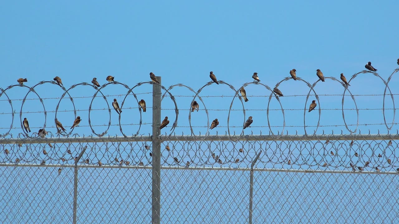A tighter section of the fence shows many small birds perched across the razor wire loops in San Jose Del Cabo, Mexico, with no visible people.