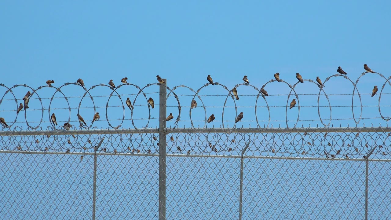 Small birds sit across the upper coils of razor wire while the chain-link fence forms a dense grid below in San Jose Del Cabo, Mexico, with no visible people.