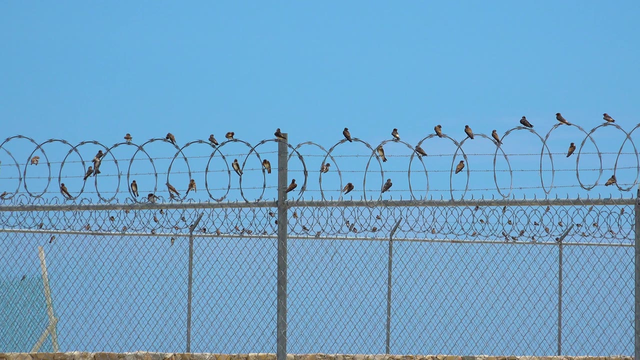 Birds perch on the razor wire above chain link, with pale ground and distant blue water visible through the fence in San Jose Del Cabo, Mexico, and no visible people.